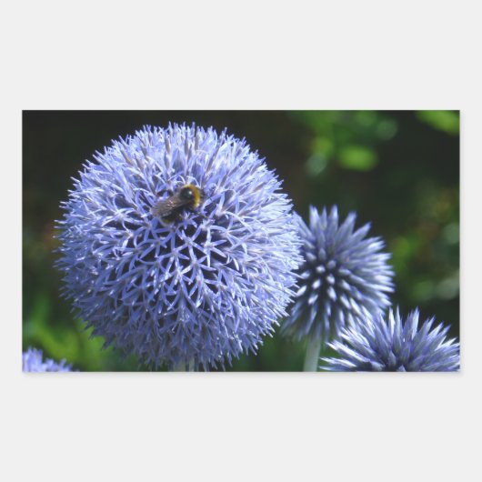 Rectangulaire Sticker Globe Thistle Flowers (Devant)
