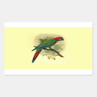 Sticker Rectangle Ara Erythrocephala