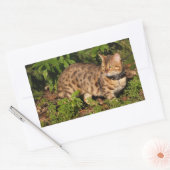 Rectangulaire Sticker Rectangle de chat Savannah (Enveloppe)