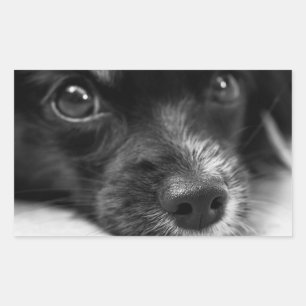 Rectangulaire Sticker Visage Chien Chien Mignonne