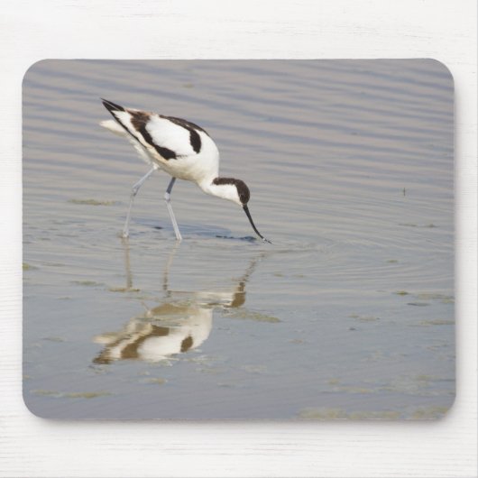 Recurvirostra avosetta muismat (Voorkant)