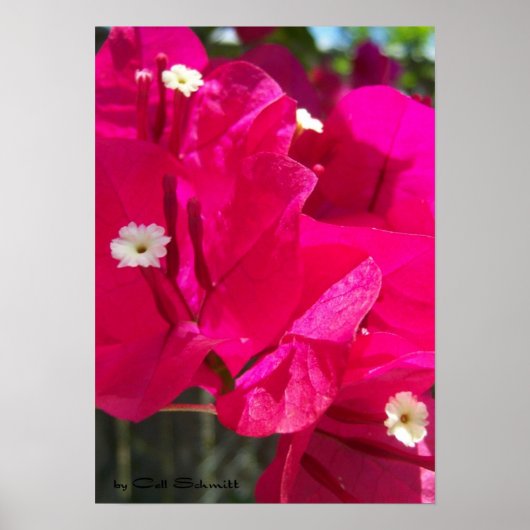 Red003 Poster (Voorkant)