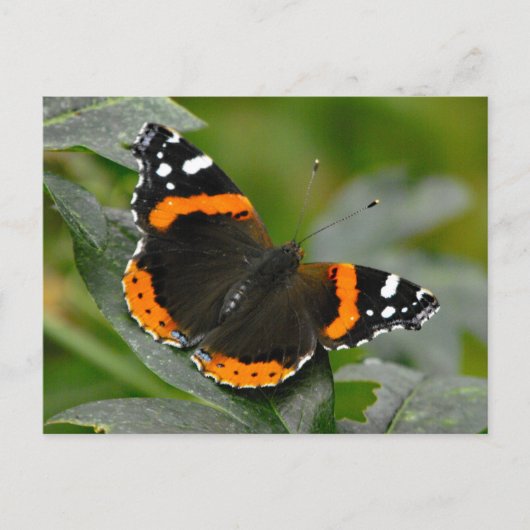 Red Admiral Butterfly Briefkaart (Voorkant)