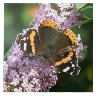 Red Admiral Butterfly en Buddleia Tile Tegeltje