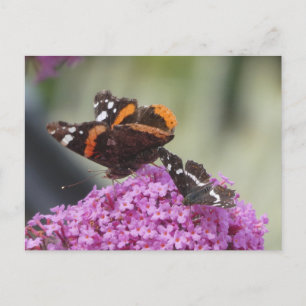 Red Admiral en Map Butterfly DIY Briefkaart