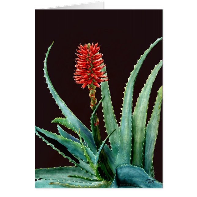 Red Aloe (Voorkant)