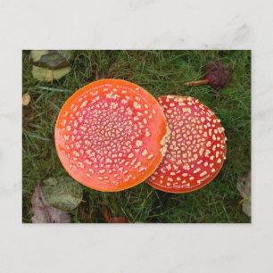 Red Amanita Champignons Photo Carte postale