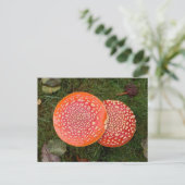 Red Amanita Champignons Photo Carte postale (Debout devant)