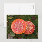 Red Amanita Champignons Photo Carte postale (Devant / Derrière)