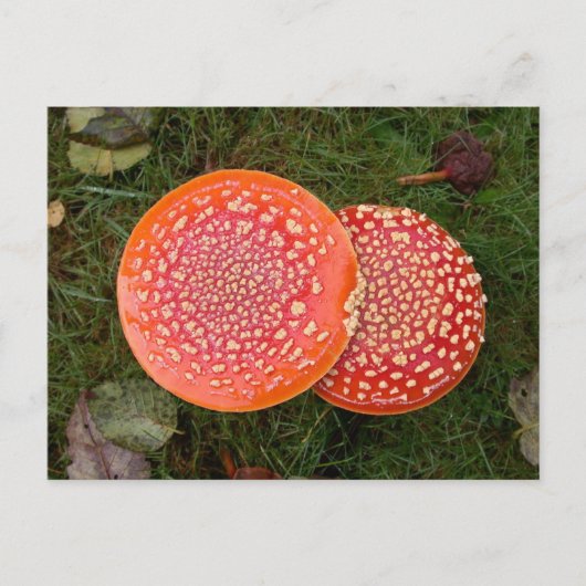 Red Amanita Champignons Photo Carte postale (Devant)