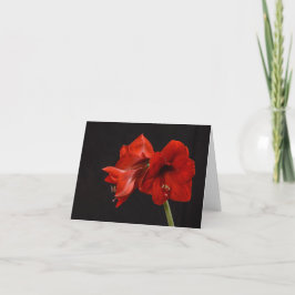 Red Amaryllis Bedankkaart