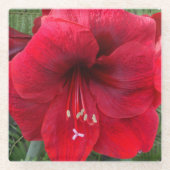 Red Amaryllis Bloom Floral Glazen Onderzetter (Voorkant)