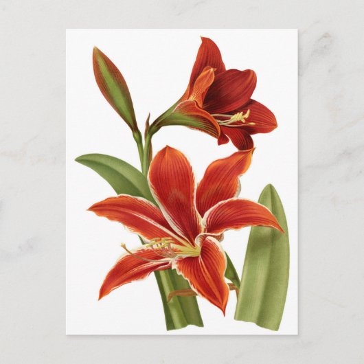 Red Amaryllis Botanical Print Briefkaart (Voorkant)