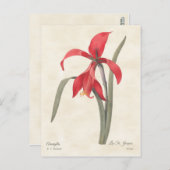 Red Amaryllis  Botanische Illustratie Briefkaart (Voorkant / Achterkant)