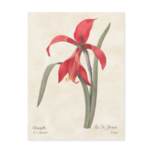 Red Amaryllis  Botanische Illustratie