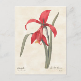 Red Amaryllis Botanische Illustratie Briefkaart