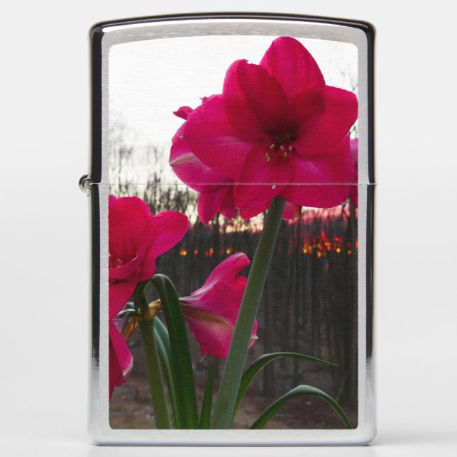 Red Amaryllis en Winter Sunrise (Voorkant)