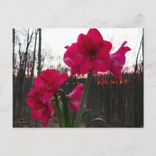 Red Amaryllis en Winter Sunrise Briefkaart (Voorkant)