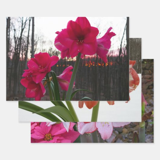 Red Amaryllis en Winter Sunrise Inpakpapier Vel (Set)