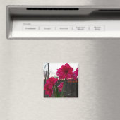 Red Amaryllis en Winter Sunrise Magneet (Insitu (Vaatwasser))