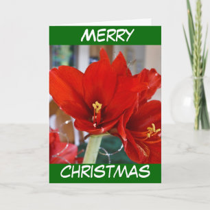 Red Amaryllis Feestdagen Kaart