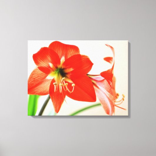 Red Amaryllis Flower Canvas Afdruk (Voorkant)
