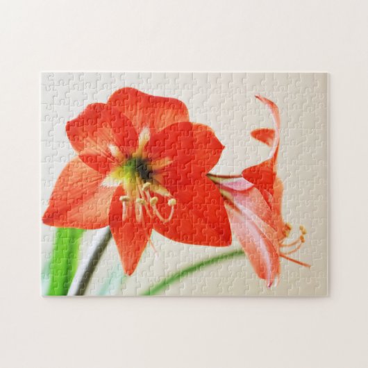 Red Amaryllis Flower Legpuzzel (Horizontaal)