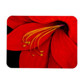 Red Amaryllis Magneet (Horizontaal)