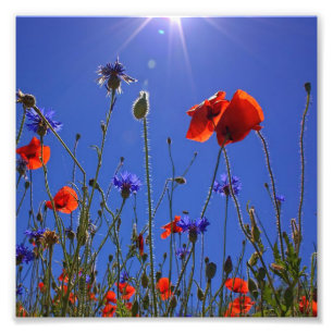 red and purple roses embracing a blue sky and sun foto afdruk