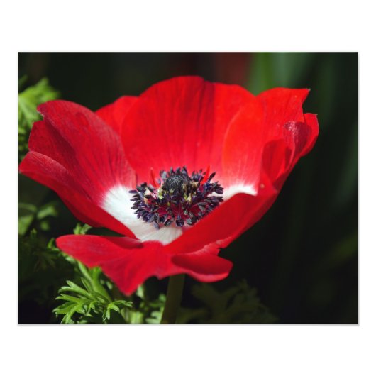 Red Anemone Foto Afdruk (Voorkant)