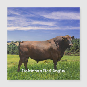 Red Angus Bull 