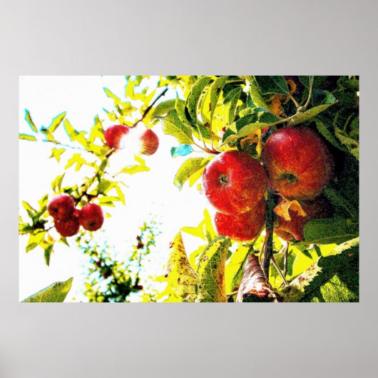 "Red Apples Tree on Sunny Day" Kute Photo. Bestel  Poster (Voorkant)