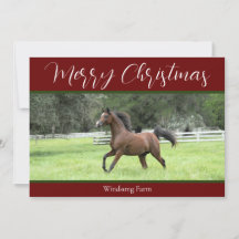 Red Arabian Horse 1 Foto voor kerstmis in Boerderi