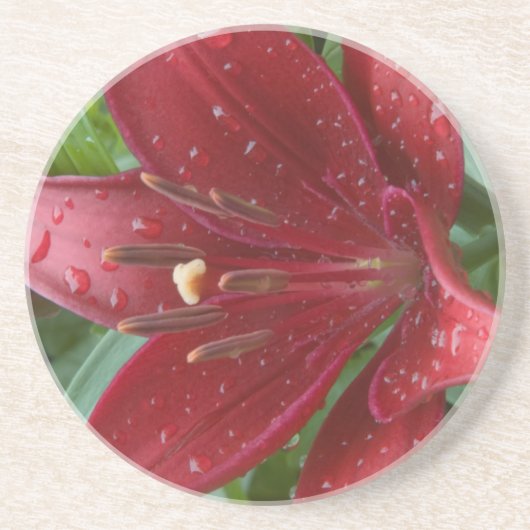 Red Asiatic Lilly Zandsteen Onderzetter (Voorkant)