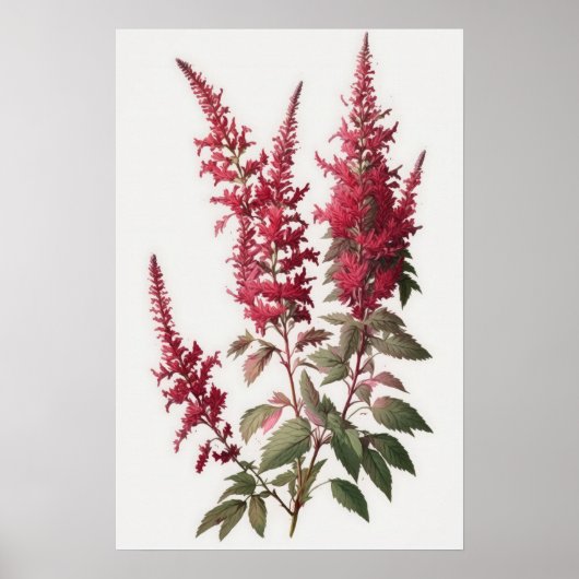 Red Astilbe Flower Art Print Poster (Voorkant)
