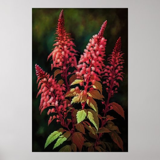Red Astilbe Flower Art Print Poster (Voorkant)