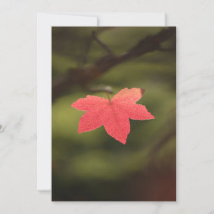 Red Autumn Maple Leaf Natuur Foto Kaart