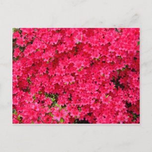 Red Azalea Flower Patch Briefkaart