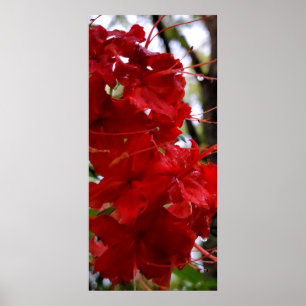 Red Azalea Flowers Poster