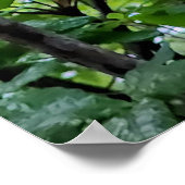 Red Azalea Flowers Poster (Hoek)