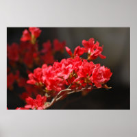 Red Azaleas en betekenis