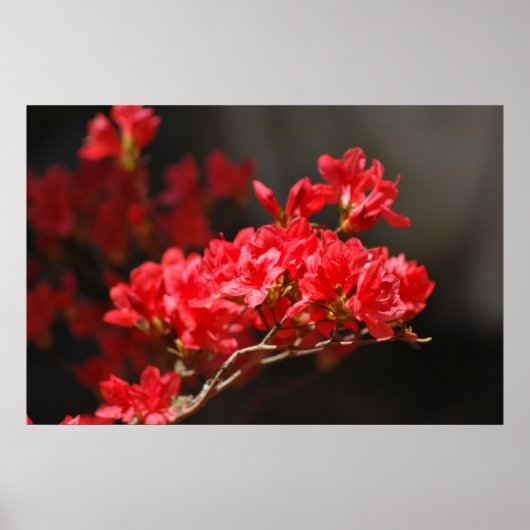 Red Azaleas en betekenis Poster (Voorkant)