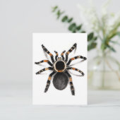 Red Banded Tarantula spider Briefkaart (Staand voorkant)