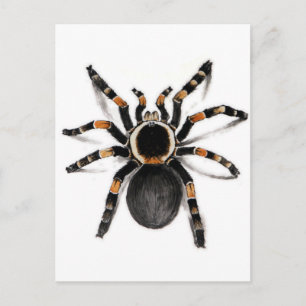 Red Banded Tarantula spider Briefkaart