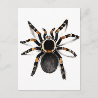 Red Banded Tarantula spider Briefkaart