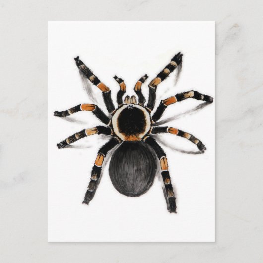 Red Banded Tarantula spider Briefkaart (Voorkant)