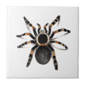 Red Banded Tarantula spider Tegeltje (Voorkant)