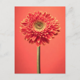 Red Barberton Gerbera Daisy Flower Briefkaart
