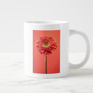 Red Barberton Gerbera Daisy Flower Extra Grote Beker