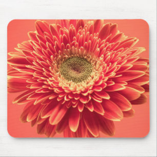 Red Barberton Gerbera Daisy Flower Muismat